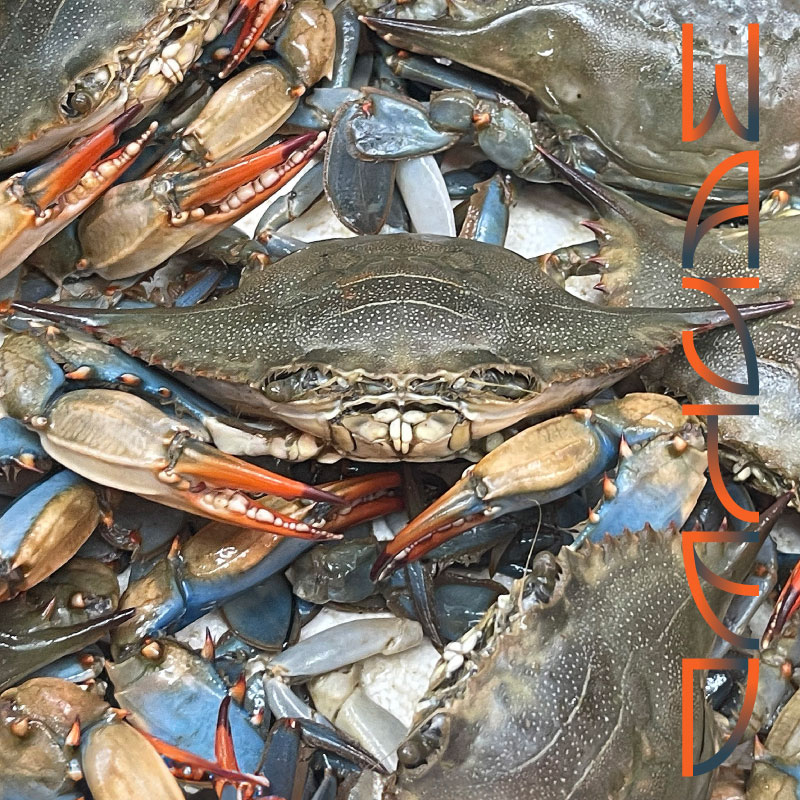 Couverture de compilation